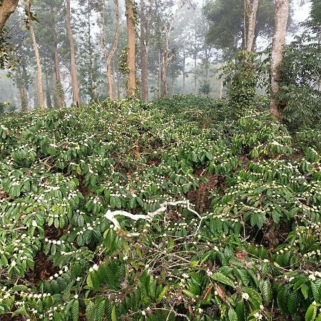 Coorg Kolamotte Hotel Gonikoppal Ngoại thất bức ảnh