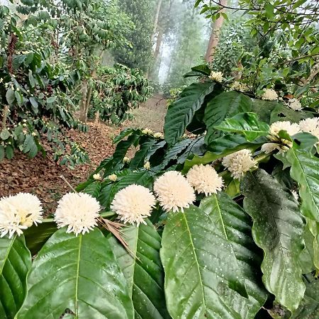 Coorg Kolamotte Hotel Gonikoppal Ngoại thất bức ảnh