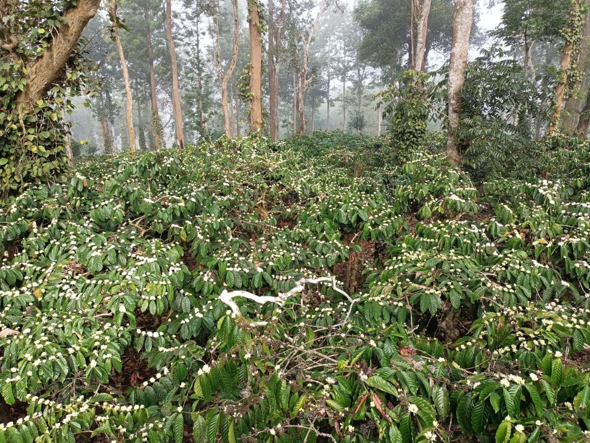 Coorg Kolamotte Hotel Gonikoppal Ngoại thất bức ảnh