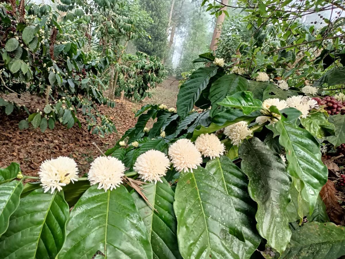 Coorg Kolamotte Hotel Gonikoppal Ngoại thất bức ảnh
