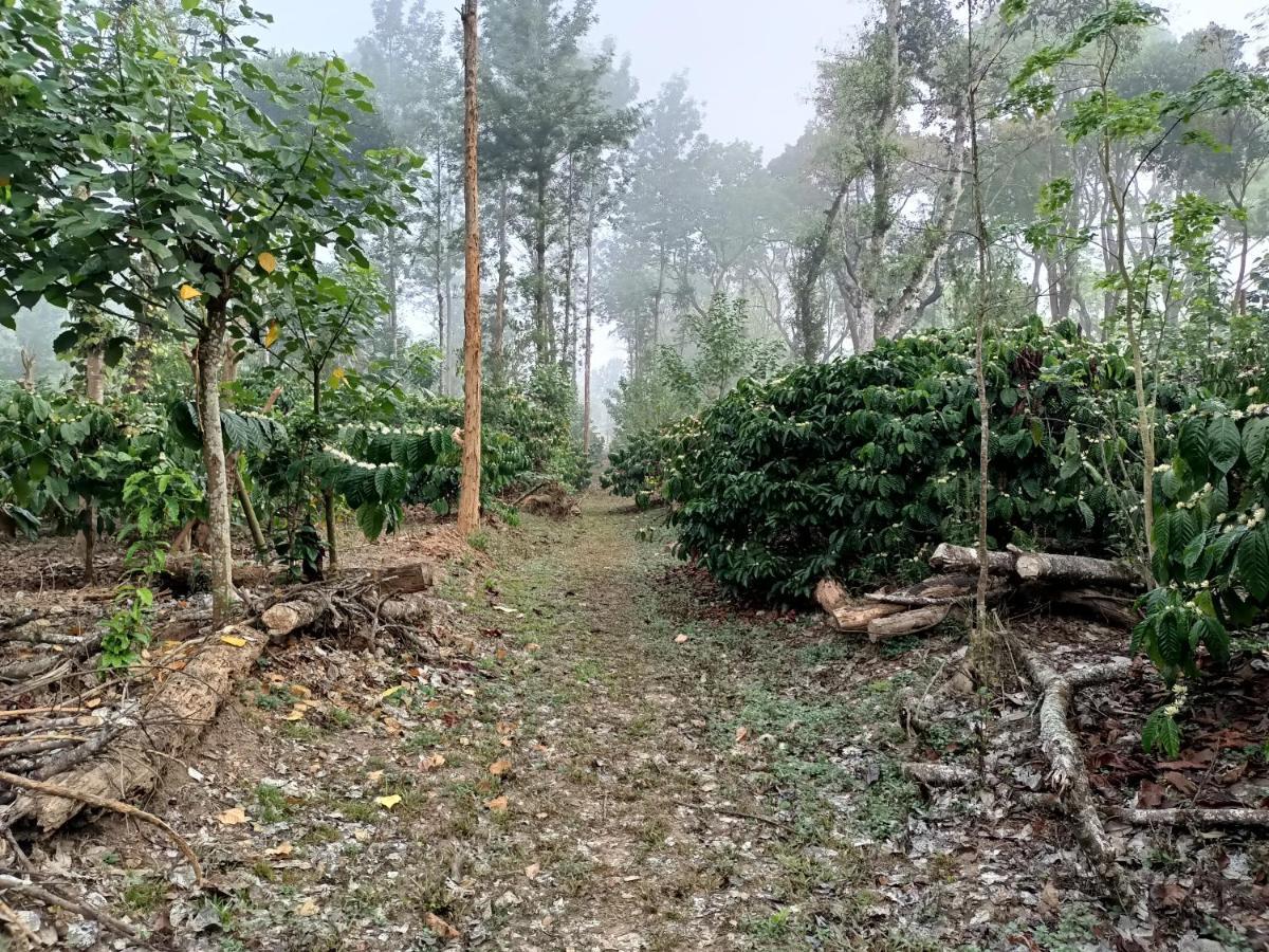 Coorg Kolamotte Hotel Gonikoppal Ngoại thất bức ảnh