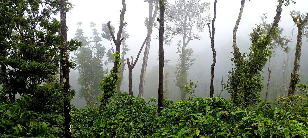 Coorg Kolamotte Hotel Gonikoppal Ngoại thất bức ảnh